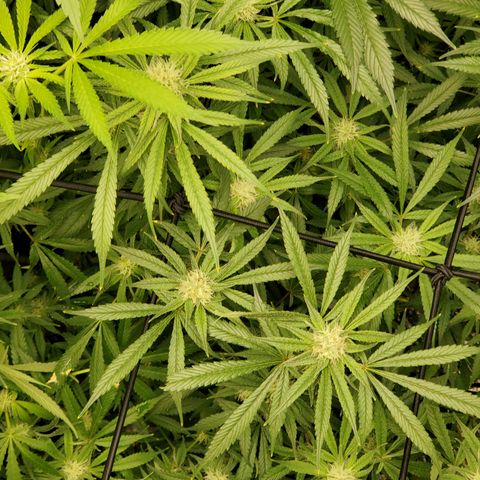 Crescendo growlog timeline photo