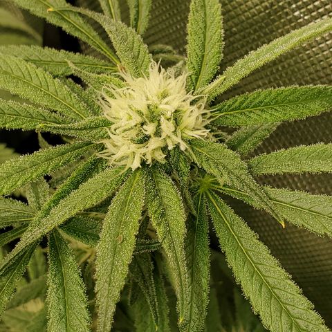 Durbin Poison  growlog photo: She is starting to get frosty. 
