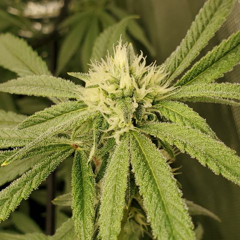 Durbin Poison  growlog photo: She is starting to get frosty. 
