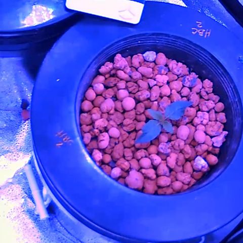 HeadbanD Cookies growlog timeline photo