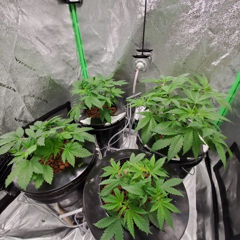 Blueberry Headband growlog timeline photo