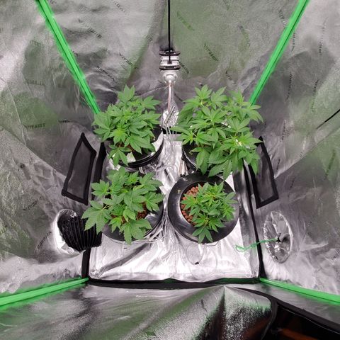Blueberry Headband growlog timeline photo