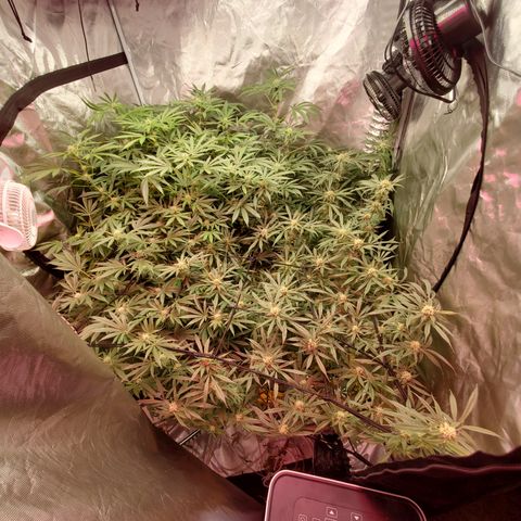 Crescendo growlog timeline photo