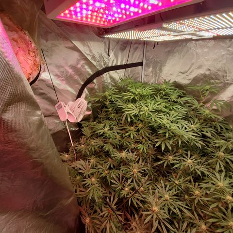 Crescendo growlog timeline photo