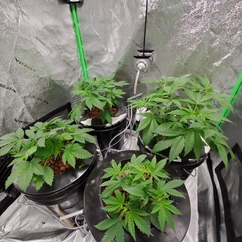 Blueberry Headband growlog timeline photo