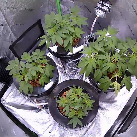 Blueberry Headband growlog timeline photo