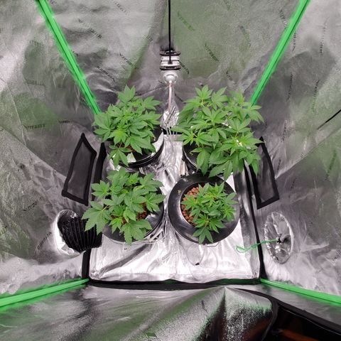 Blueberry Headband growlog timeline photo