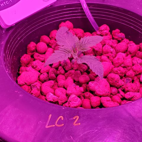 Lucky Charms growlog timeline photo