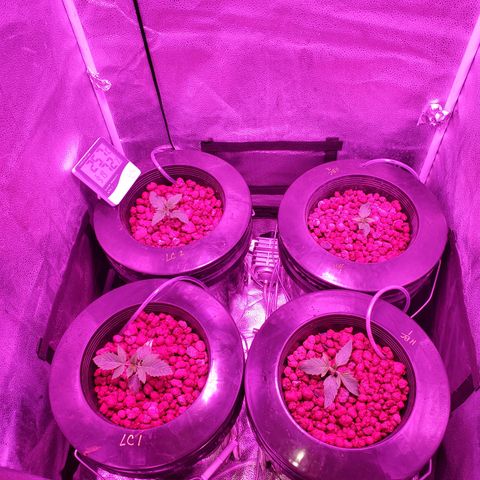 Lucky Charms growlog timeline photo