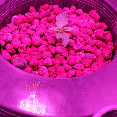 HeadbanD Cookies growlog timeline photo