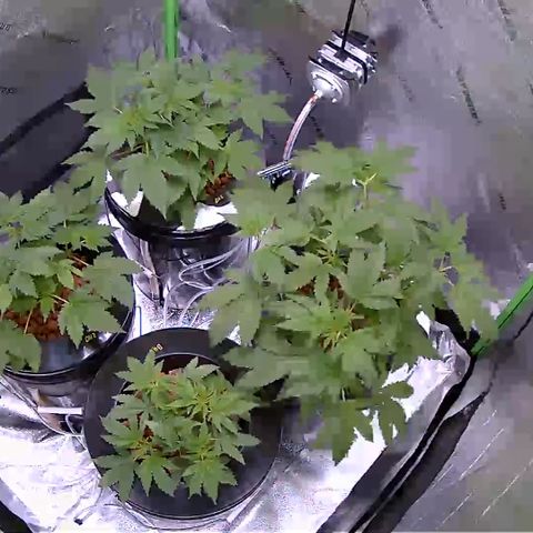 Blueberry Headband growlog timeline photo