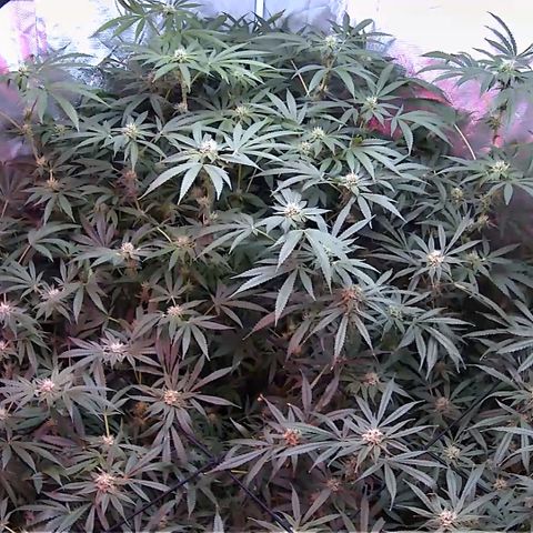 Crescendo growlog timeline photo