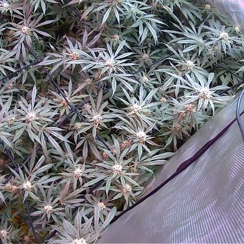 Durbin Poison  growlog timeline photo