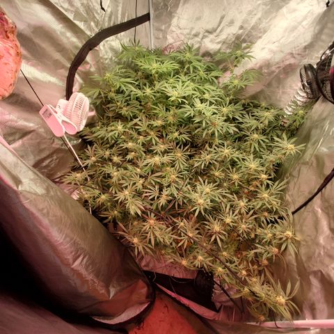Durbin Poison  growlog timeline photo