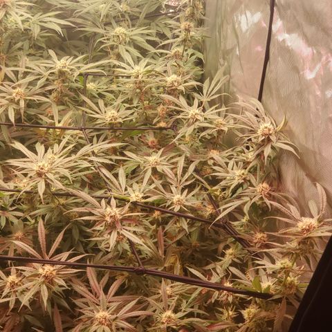 Crescendo growlog timeline photo