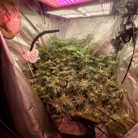 Crescendo growlog timeline photo