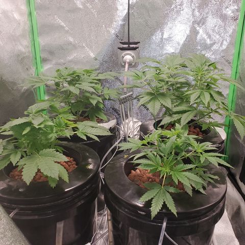 Blueberry Headband growlog timeline photo