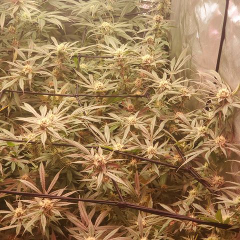 Durbin Poison  growlog timeline photo