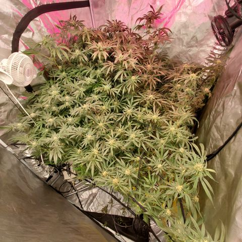 Crescendo growlog timeline photo