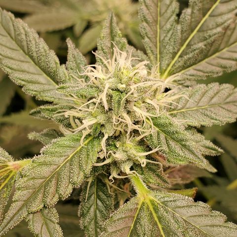 Crescendo growlog timeline photo
