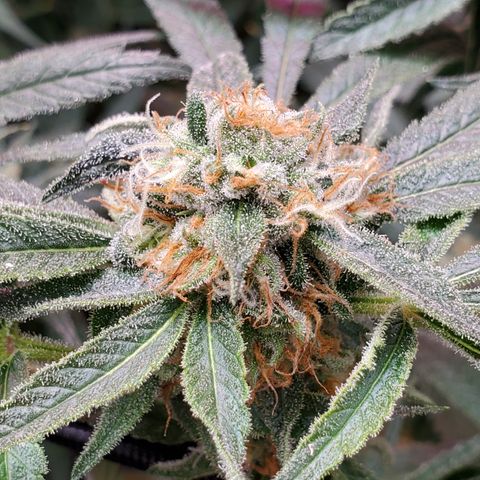 Durbin Poison  growlog timeline photo