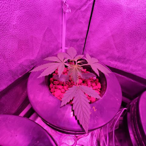 Lucky Charms growlog timeline photo