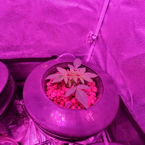 HeadbanD Cookies growlog timeline photo