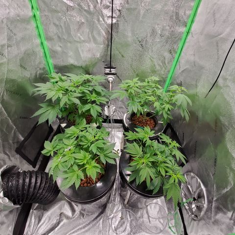 Blueberry Headband growlog timeline photo