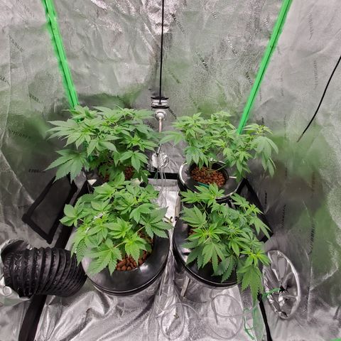 Blueberry Headband growlog timeline photo