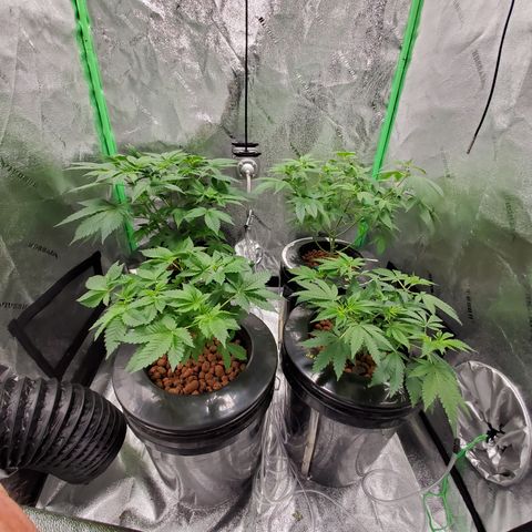 Blueberry Headband growlog timeline photo