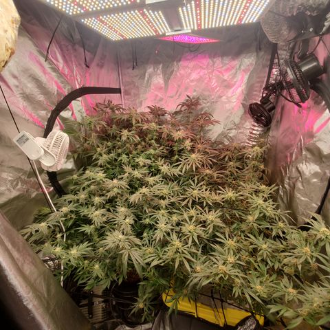 Durbin Poison  growlog timeline photo