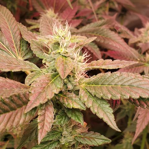 Crescendo growlog timeline photo