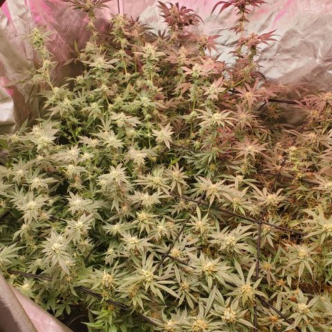 Durbin Poison  growlog timeline photo