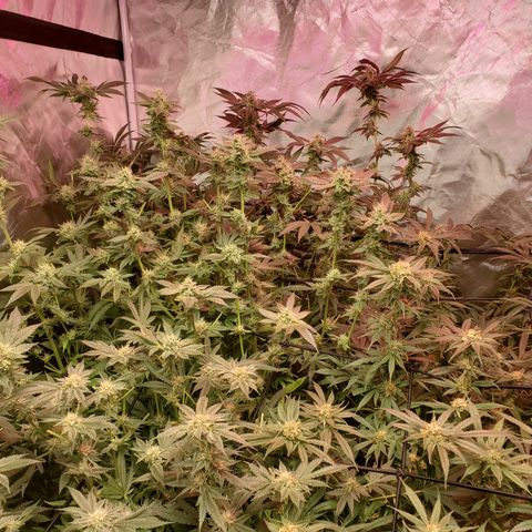 Durbin Poison  growlog timeline photo