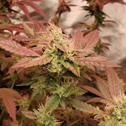Crescendo growlog timeline photo