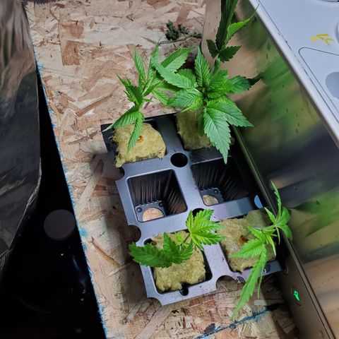 Blueberry Headband growlog timeline photo
