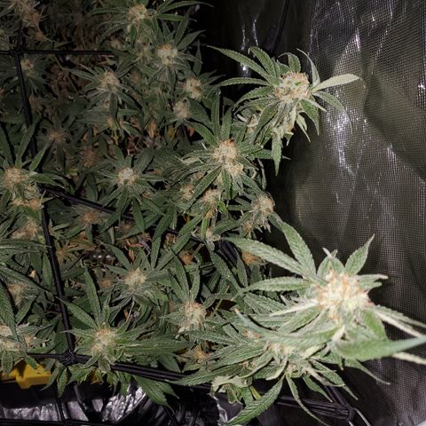 Durbin Poison  growlog timeline photo