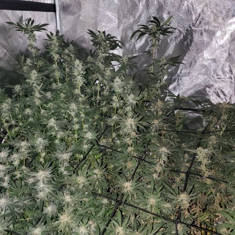 Crescendo growlog timeline photo
