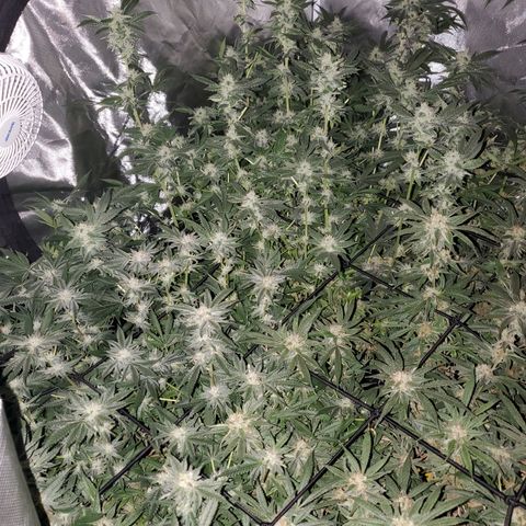 Crescendo growlog timeline photo