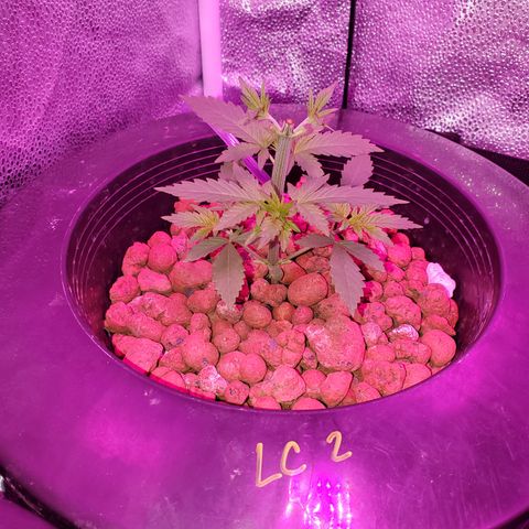 Lucky Charms growlog timeline photo