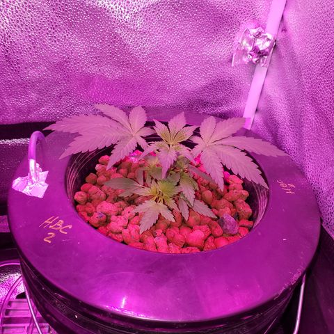 HeadbanD Cookies growlog timeline photo