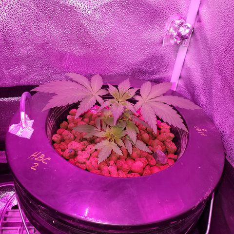 HeadbanD Cookies growlog timeline photo