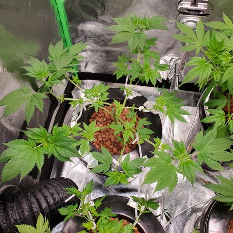 Blueberry Headband growlog timeline photo