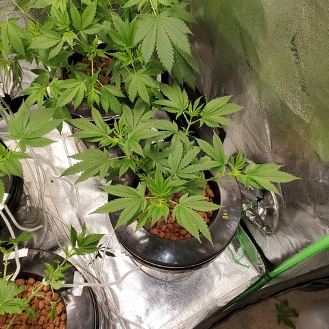 Blueberry Headband growlog timeline photo