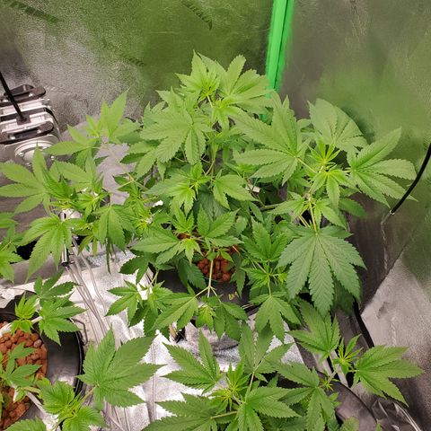 Blueberry Headband growlog timeline photo