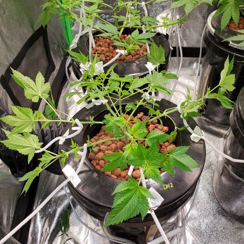 Blueberry Headband growlog timeline photo