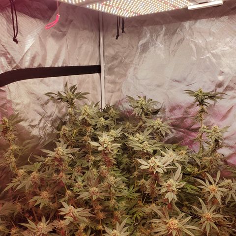 Crescendo growlog timeline photo