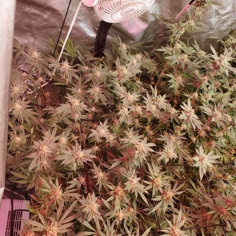 Crescendo growlog timeline photo