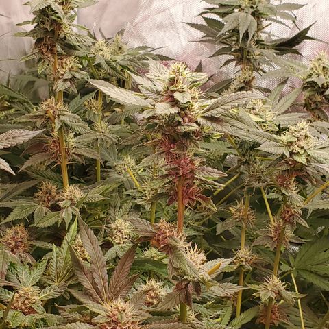 Crescendo growlog timeline photo