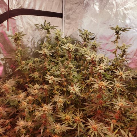 Crescendo growlog timeline photo
